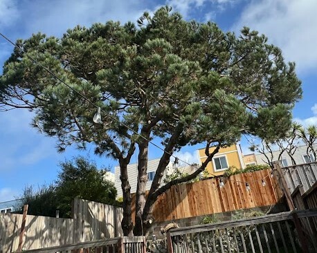 Umbrella Shaped Tree