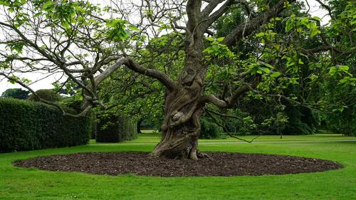 Properly Mulched Tree