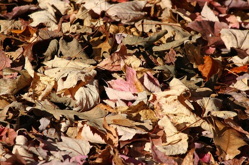 Leaves   Mulch Alternative