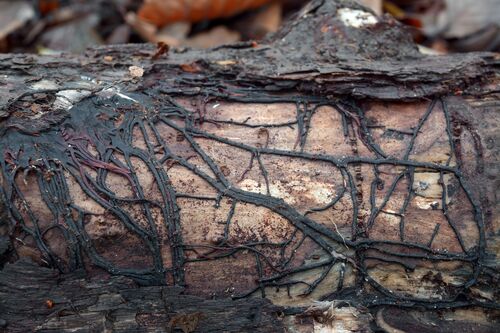 Armillaria Root Rot Damage