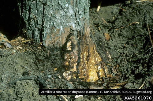 Armillaria Root Rot Damage 2