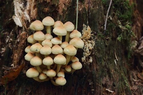 Armillaria Mellea