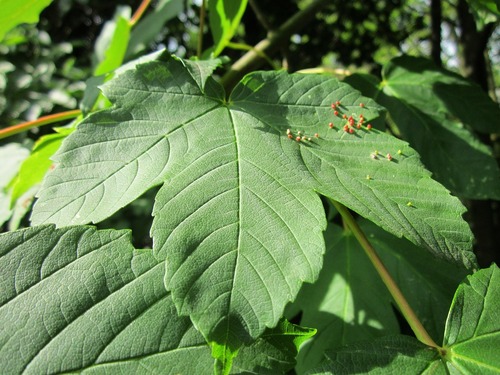 Maple Gall