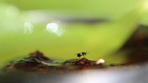 Wasp   A Leading Cause Of Galls