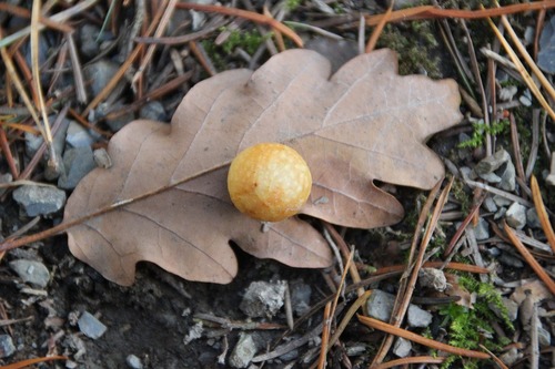 Oak Leaf Gall