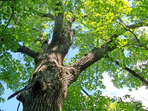 Oak Trunk With Galls