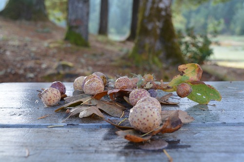 Oak Galls For Art