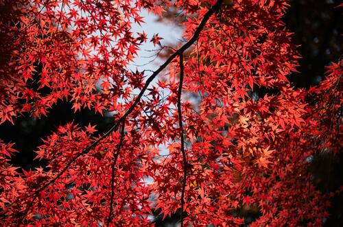 Maple Tree 1