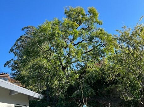 Tree With Alternate Branching