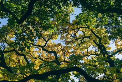 Tree Canopy View