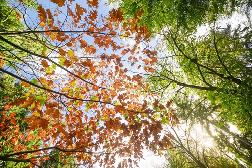 Trees With Alternate Branching Patterns