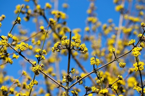 Dogwood   Opposite Branching