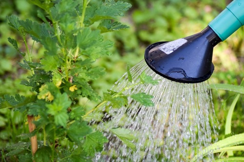 Watering Plant