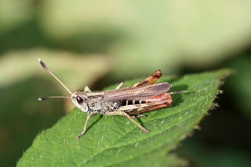 Grasshopper   Pest