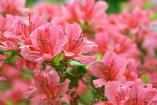 Azaleas - Resilient Plant