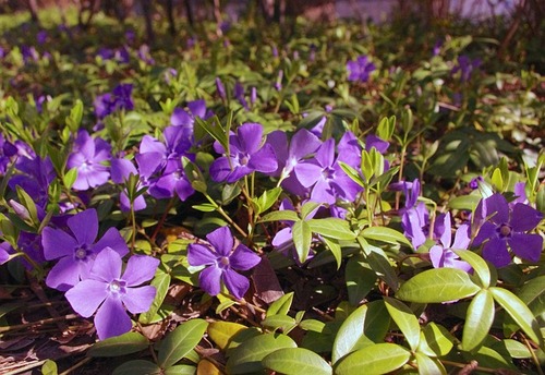 Periwinkles    Shade Tolerant Ground Cover