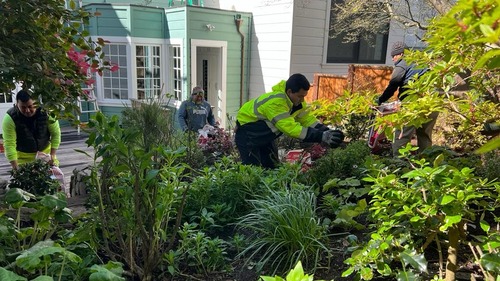Planting Groundcovers Sf Bay Area