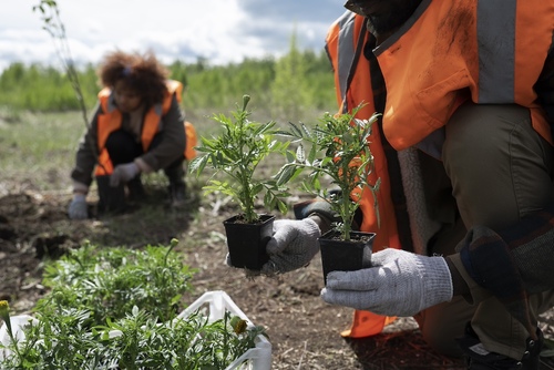 planting_forest