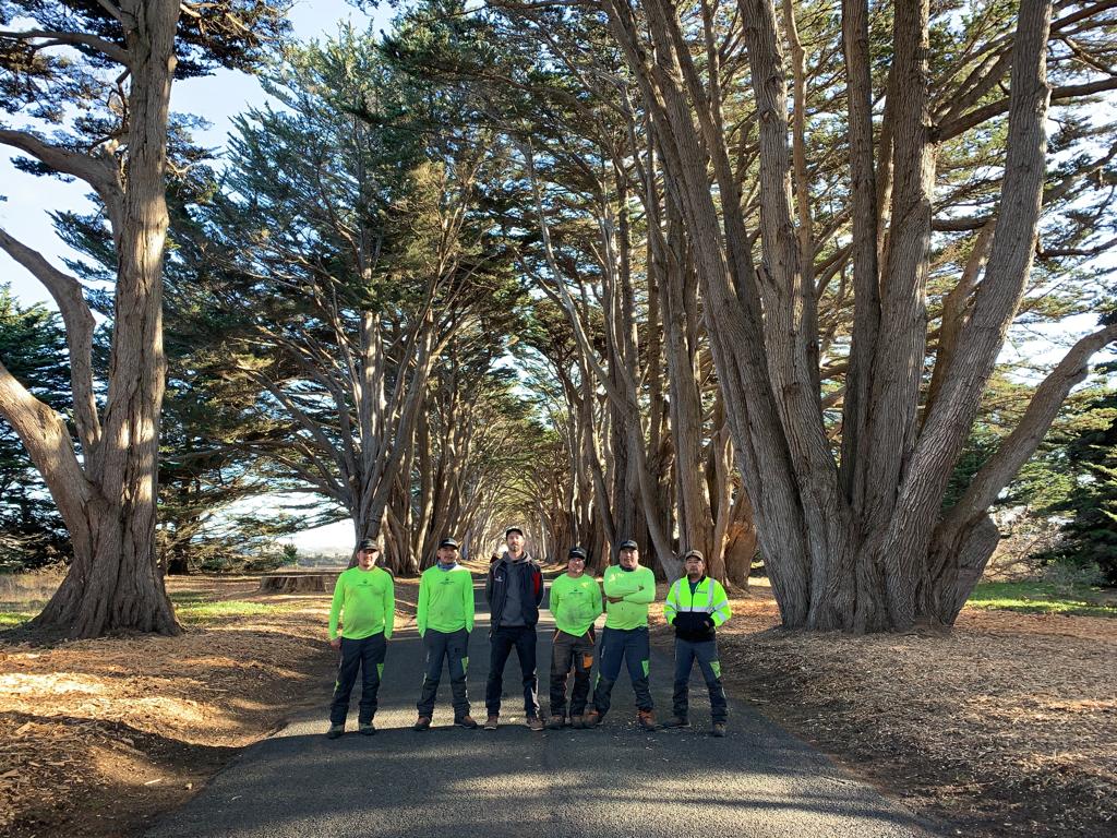 Monterey Cypress