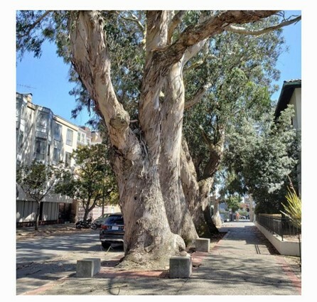 San Francisco Landmark Trees