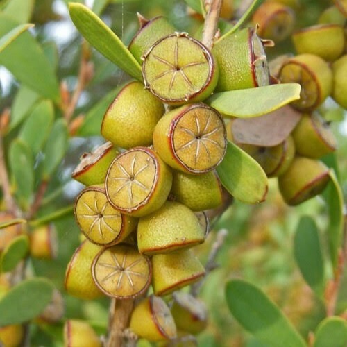 Australian Tea Tree Fruit