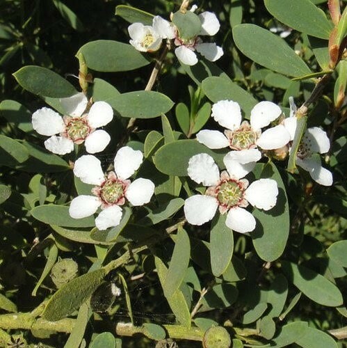Australian Tea Tree Flowers