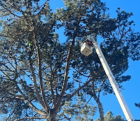 Tree Pruning