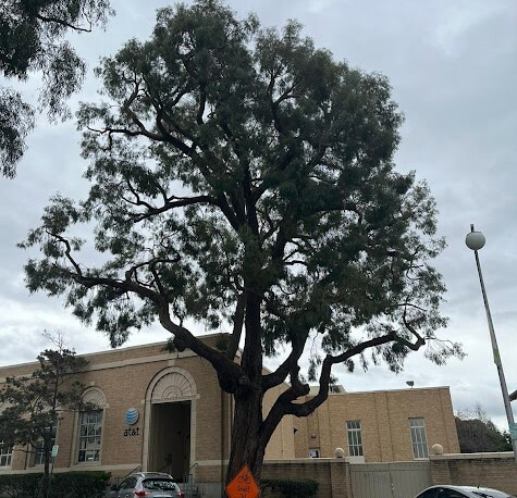 Tree Branches Close To Building Sf Bay Area