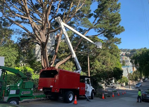 Tree Pruning Near House Sf Bay Area