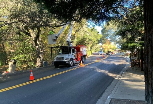 Tree Pruning And Care Sf Bay Area