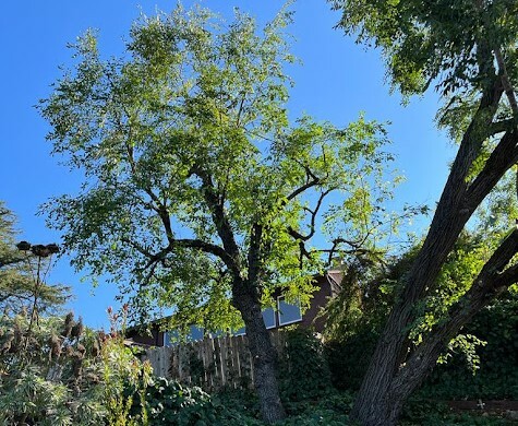 Tree With Branches Near House Sf Bay