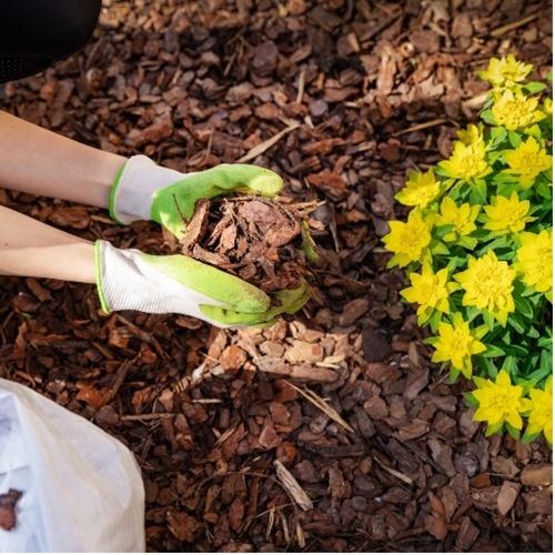 Nourishing Nature: Refreshing the Flower Bed 