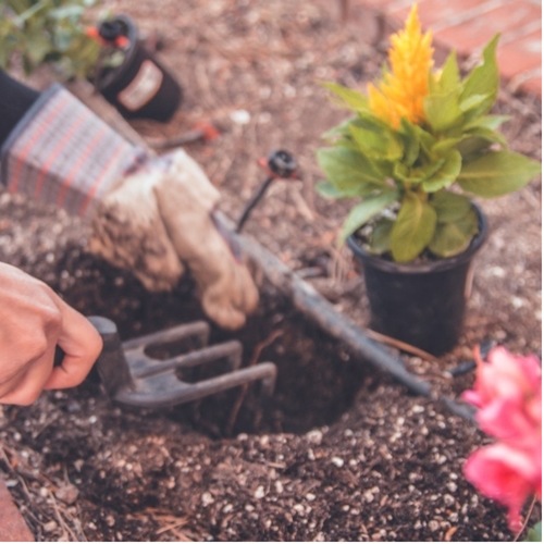 Seasonal Splendor: Planting Annual Flowers for a Burst of Color